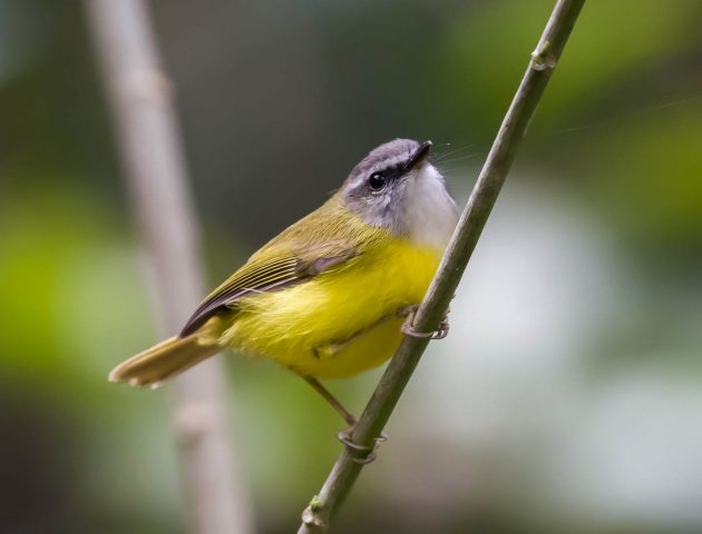 Animalstuffstore Yellow-bellied-Warbler_DSC6191_Nonggang-Dec-27-2022-630x480 Birding Nonggang, Guangxi, China – half 2 – 10,000 Birds Bird  