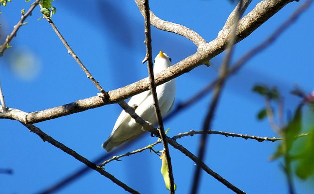 yellow-billed-cotinga