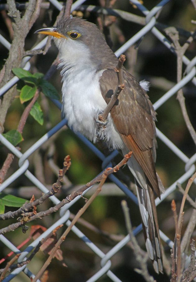 yellow-billed-cuckoo-at-jacob-riis-park