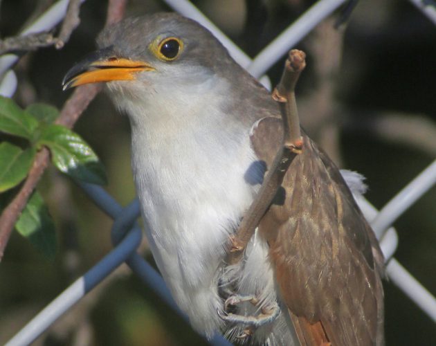 yellow-billed-cuckoo-in-queens