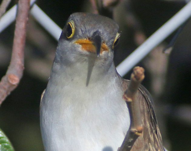 yellow-billed-cukoo-head-on-view