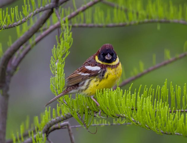 Animalstuffstore Yellow-breasted-Bunting_DSC7717_Nanhui_Apr-25-2023-630x482 Birding Shanghai in April 2023 – 10,000 Birds Bird  