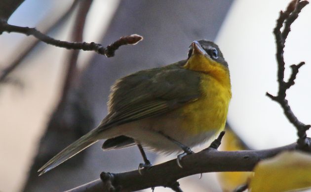yellow-breasted-chat