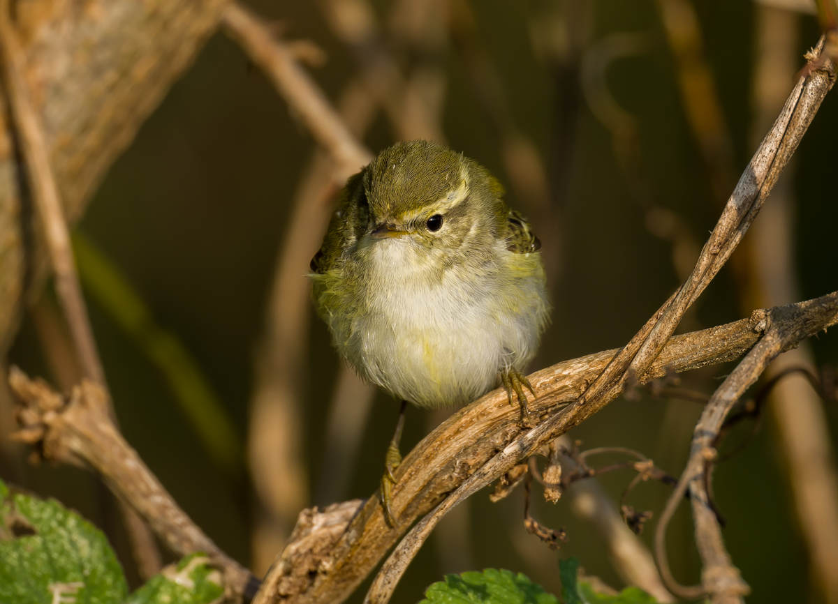Ask A Birder: Can Birds Get Lost While Migrating?