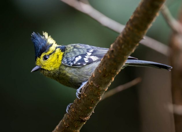 Animalstuffstore Yellow-cheeked-Tit_DSC0034_Napo-Dec-24-2022-630x455 Birding Napo, Guangxi, China – half 2 – 10,000 Birds Bird  