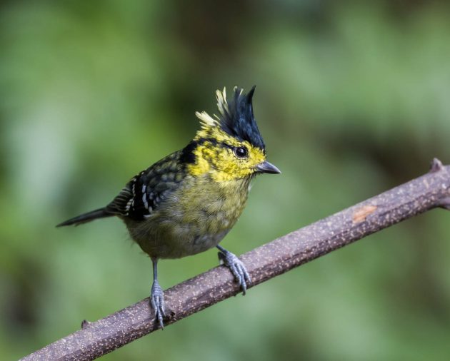Animalstuffstore Yellow-cheeked-Tit_DSC9263_Napo-Dec-24-2022-2-630x506 Birding Napo, Guangxi, China – half 2 – 10,000 Birds Bird  