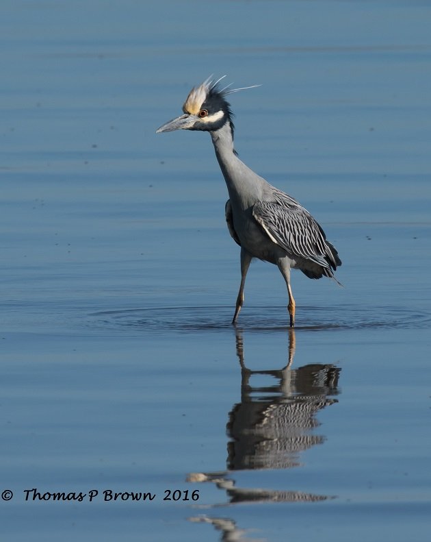 yellow-crowned-heron