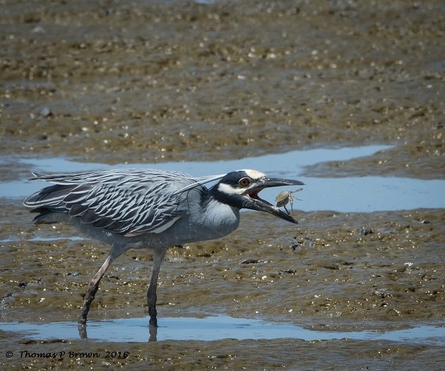 yellow-crowned-night-heron-1