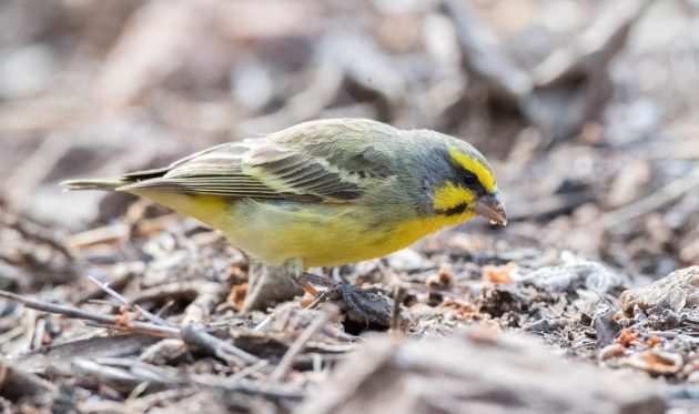 Animalstuffstore Yellow-fronted-Canary_DSC0798_Letaba-Nov-2018-2-630x373 Letaba space – 10,000 Birds Bird  