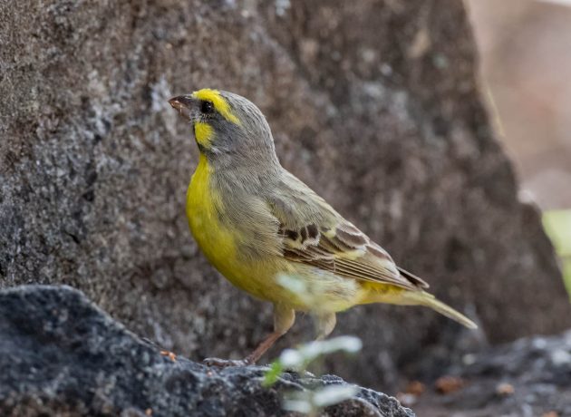 Animalstuffstore Yellow-fronted-Canary_DSC0859_Letaba-Nov-2018-1-630x460 Letaba space – 10,000 Birds Bird  