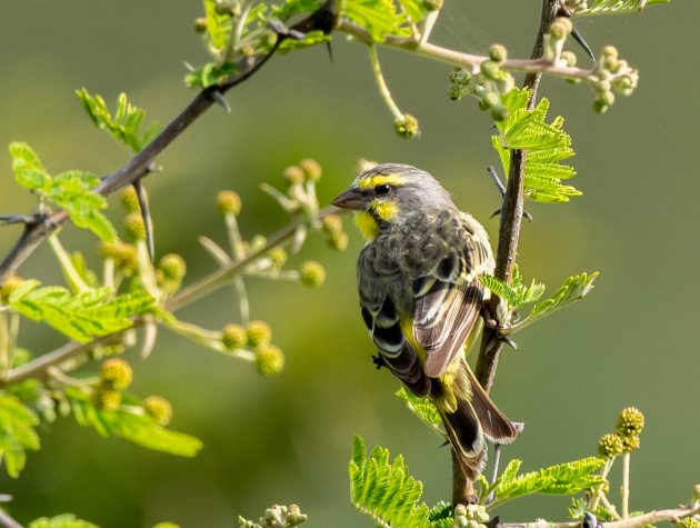 Animalstuffstore Yellow-fronted-Canary_DSC6775_Ndumo-Nov-2018-630x475 Birding the Ndumo space, South Africa – 10,000 Birds Bird  