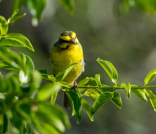 Animalstuffstore Yellow-fronted-Canary_DSC6805_Ndumo-Nov-2018-630x543 Birding the Ndumo space, South Africa – 10,000 Birds Bird  