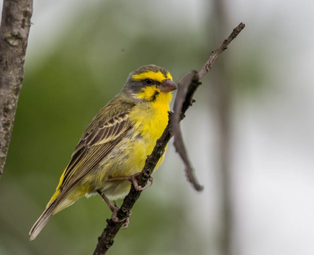 Animalstuffstore Yellow-fronted-Canary_DSC6819_2_Ndumo-Nov-2018-630x513 Birding the Ndumo space, South Africa – 10,000 Birds Bird  