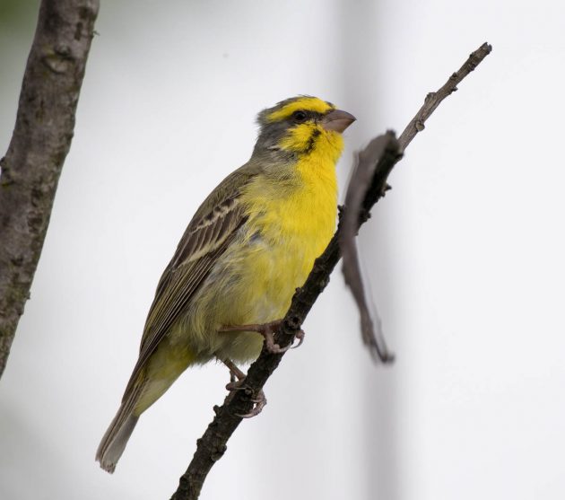 Animalstuffstore Yellow-fronted-Canary_DSC6829_Ndumo-Nov-2018-630x557 Birding the Ndumo space, South Africa – 10,000 Birds Bird  