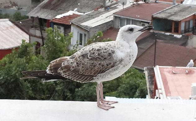 Animalstuffstore Yellow-headed-Gull-immature-Istanbul-2022-630x389 If You Are Ever in Istanbul – 10,000 Birds Bird  