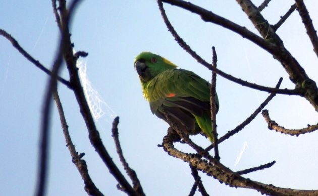 yellow-naped-parrot