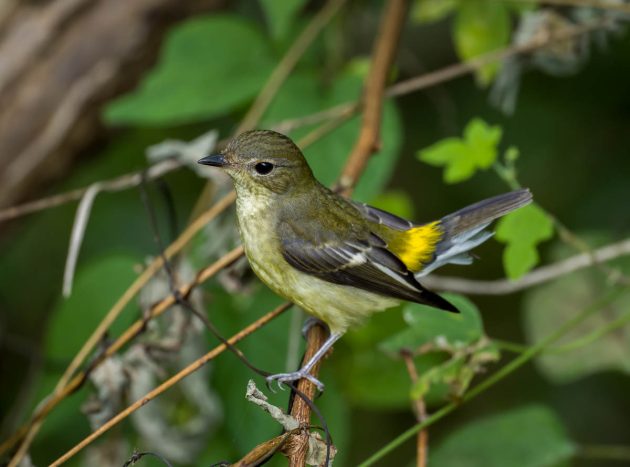 Animalstuffstore Yellow-rumped-Flycatcher_DSC0832_Nanhui_Aug-31-2023-630x467 Birding Shanghai in August 2023 – 10,000 Birds Bird  