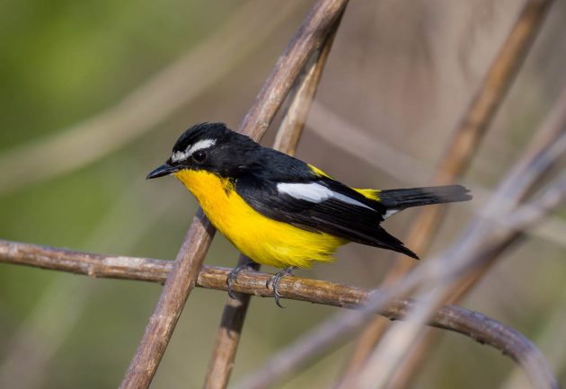 Animalstuffstore Yellow-rumped-Flycatcher_DSC4540_Nanhui_Apr-18-2023-630x433 Birding Shanghai in April 2023 – 10,000 Birds Bird  