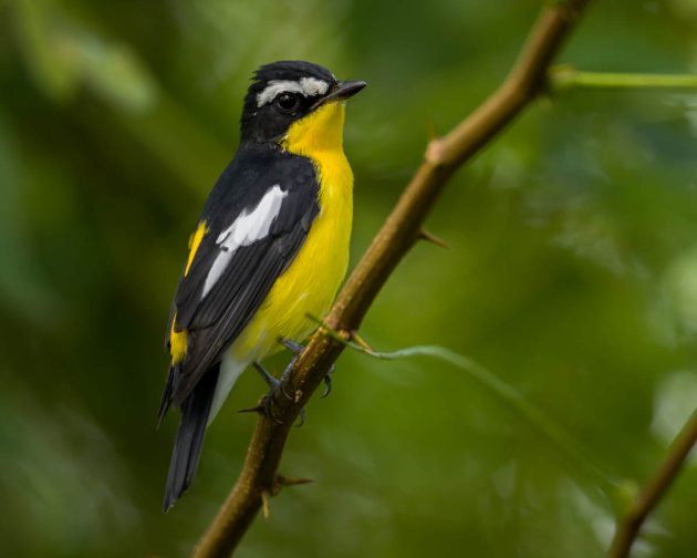 Animalstuffstore Yellow-rumped-Flycatcher_DSC9097_Nanhui_Aug-27-2023-630x504 Birding Shanghai in August 2023 – 10,000 Birds Bird  
