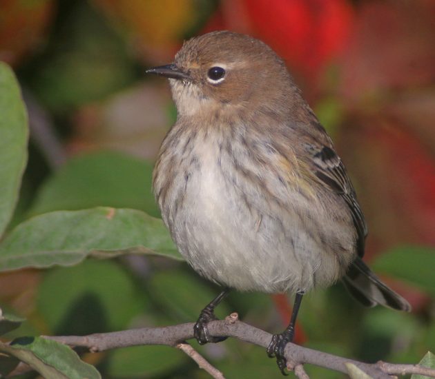 yellow-rumped-warbler-at-fort-tilden