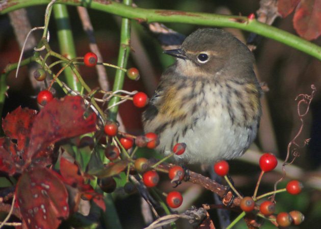 yellow-rumped-warbler-in-new-york-city