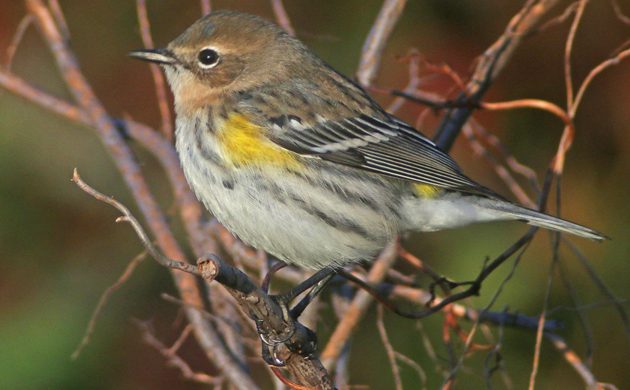 yellow-rumped-warbler-in-fall