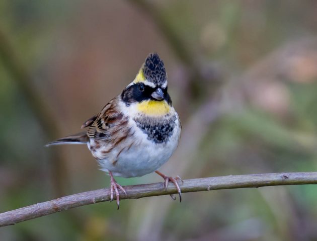 Animalstuffstore Yellow-throated-Bunting_DSC2113_Nanhui-Nov-06-2022-1-630x479 Birding Shanghai in November 2022 – 10,000 Birds Bird  