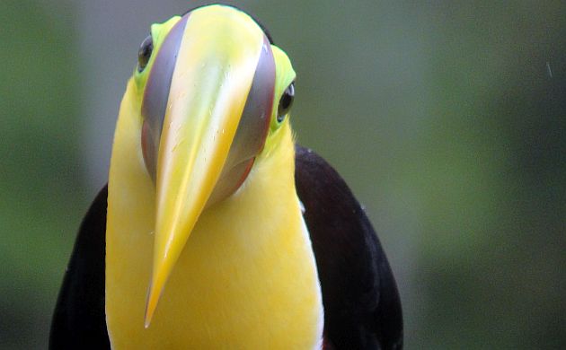 Yellow-throated Toucan