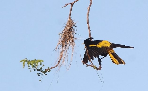 Animalstuffstore Yellow-winged-Cacique-1-630x389 Birding Ixtapa/Zihuatanejo – 10,000 Birds Bird  