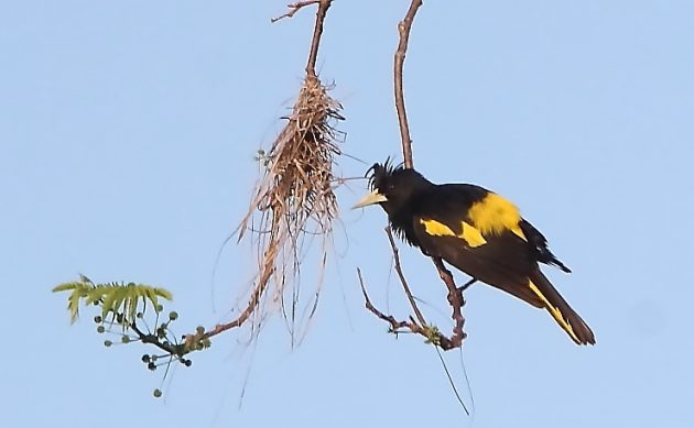Animalstuffstore Yellow-winged-Cacique-2-630x389 Birding Ixtapa/Zihuatanejo – 10,000 Birds Bird  