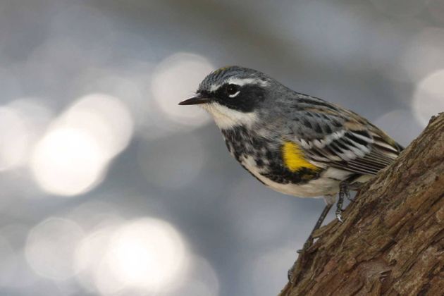 Yellow rumped wabler on branch