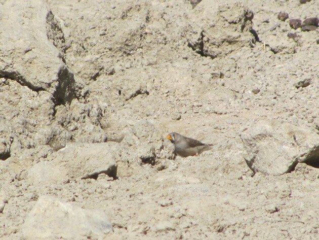 zebra-finch