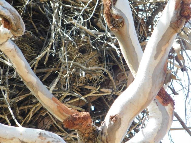 Animalstuffstore Zebra-Finch-nest-in-nest Langi Crossing after the floods of January 2023 – 10,000 Birds Bird  