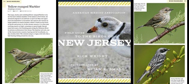 10,000 Birds The American Birding Association Field Guide to Birds of