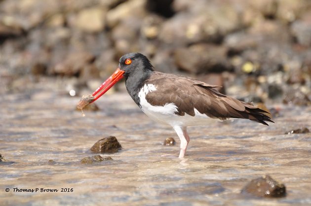 american-oystercatcher-7