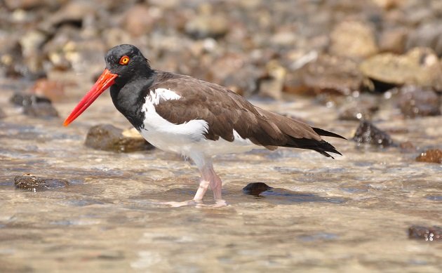 american-oystercatcher-feature