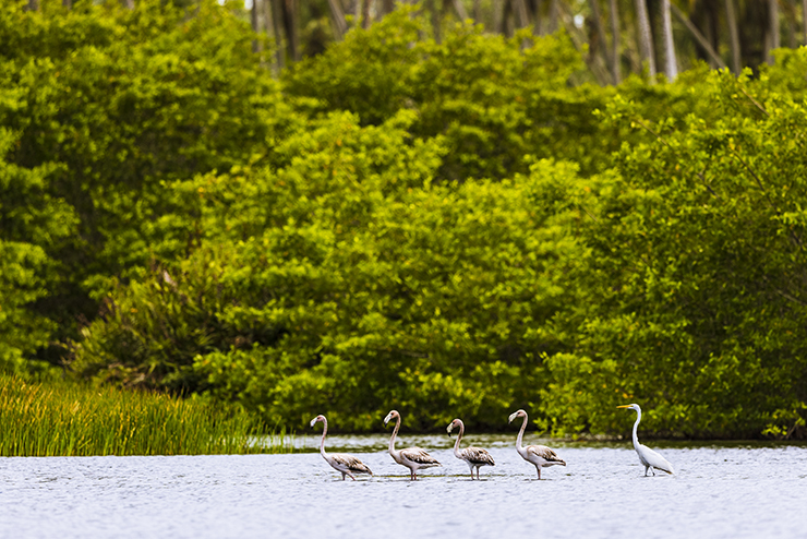 Animalstuffstore american-flamingo-and-great-egret-2750 Extra Swamp Tales – 10,000 Birds Bird  
