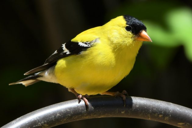 American Goldfinch.