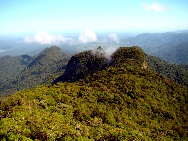 Andean Rainforest