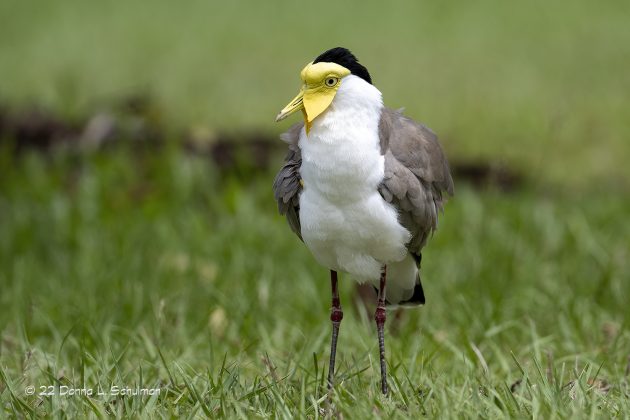 Animalstuffstore au.darwin.masked-lapwing.W.1893-630x420 A Discipline Information Evaluate – 10,000 Birds Bird  