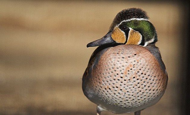 Baikal Teal