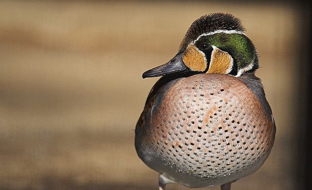 baikal teal by suneko