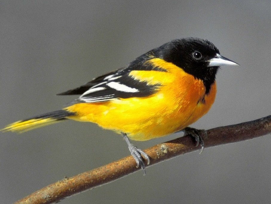 songbird, bird, baltimore oriole