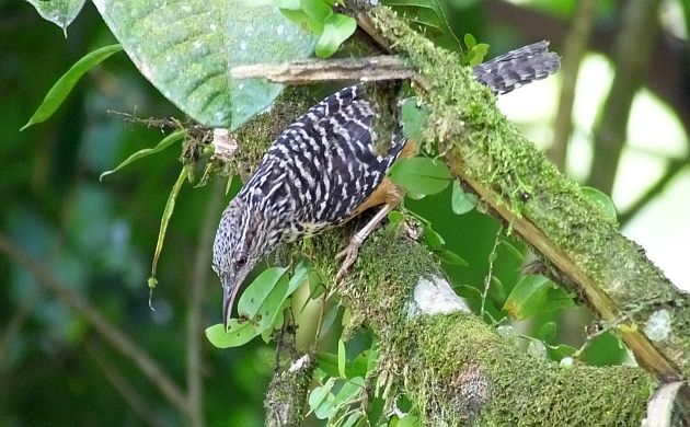 band-backed wren 3