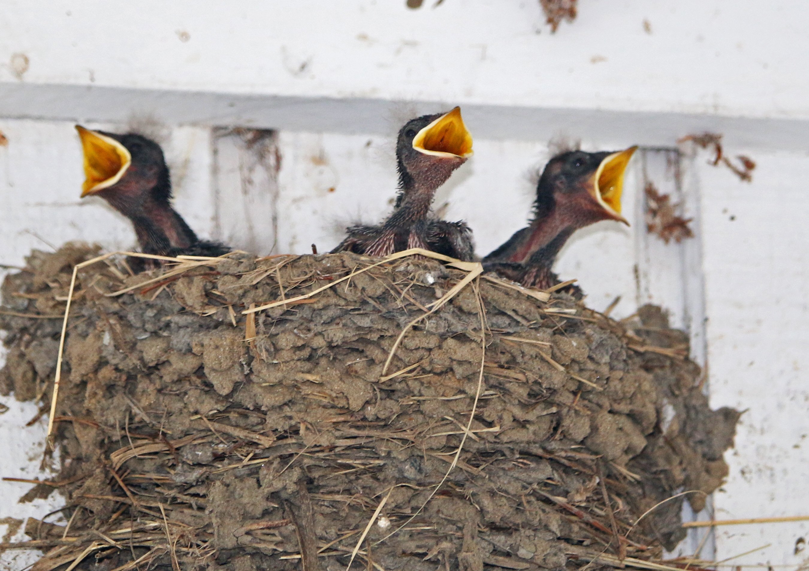 barn swallows, baby, chick, nature, georgia