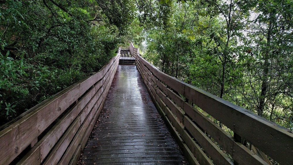 florida, birding, nature