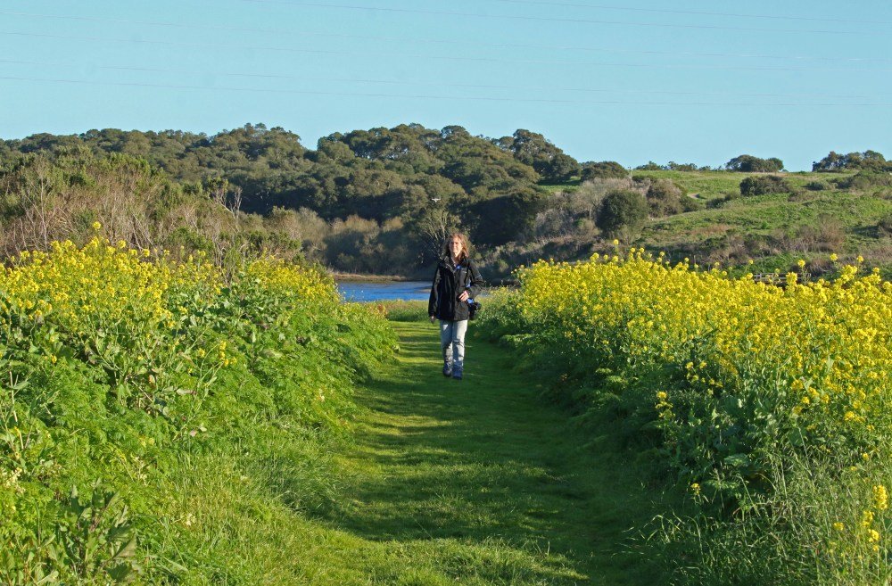 birding, nature, landscape, california