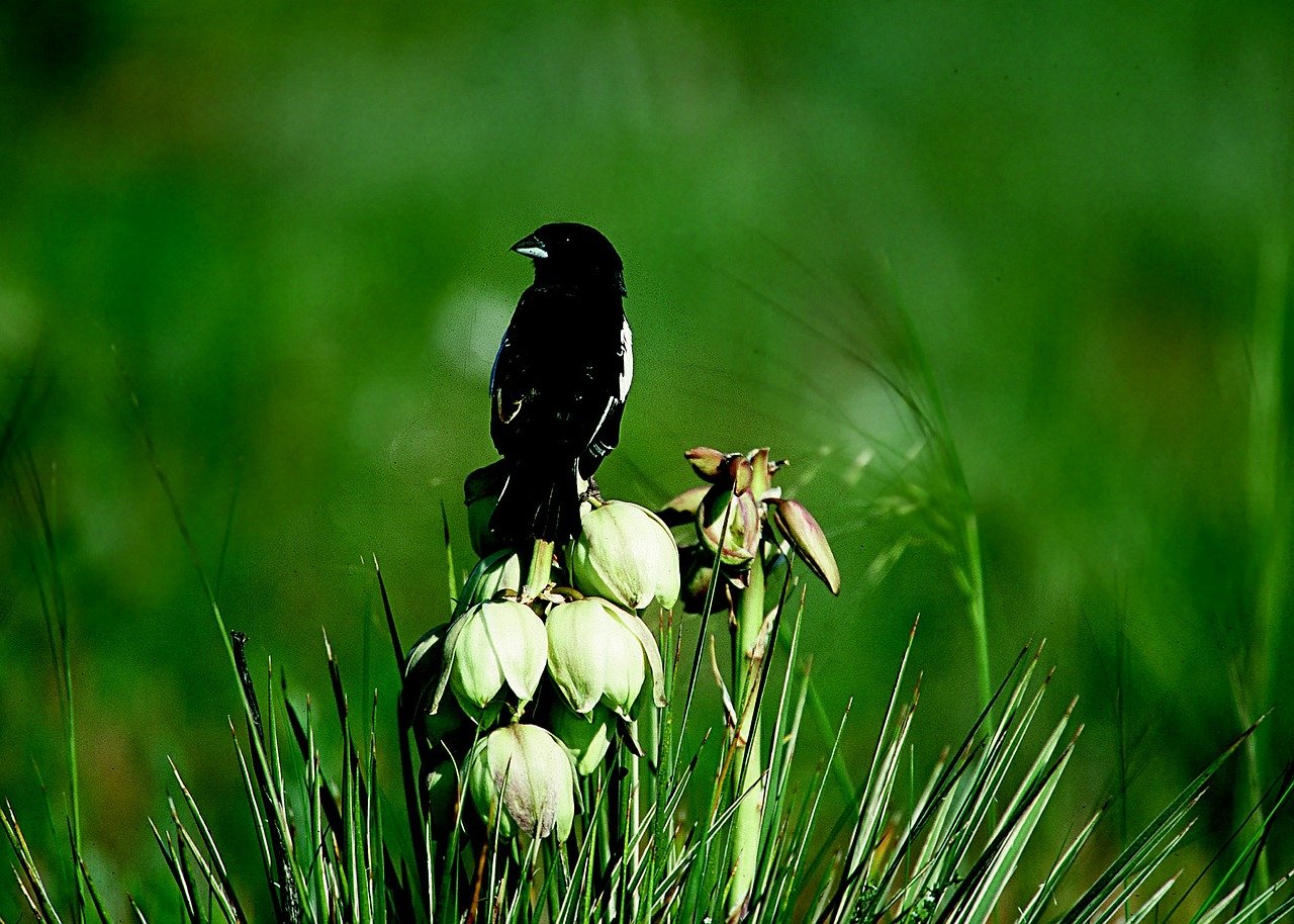 lark bunting