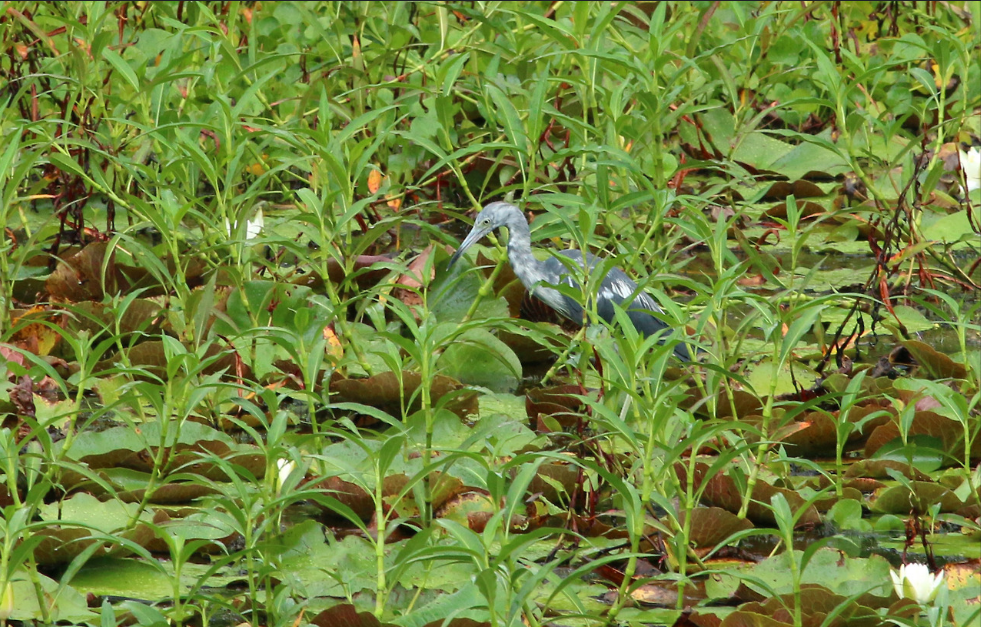 heron, nature, florida