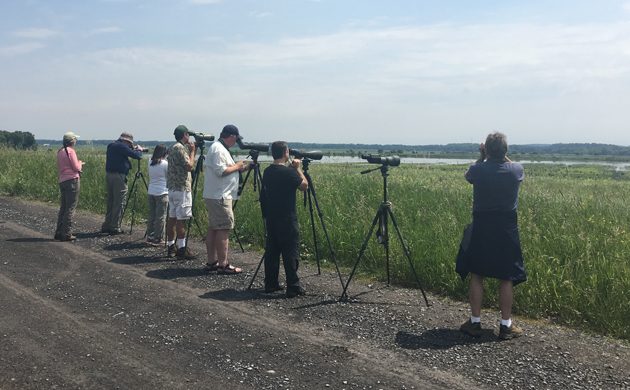 birders-at-garganey